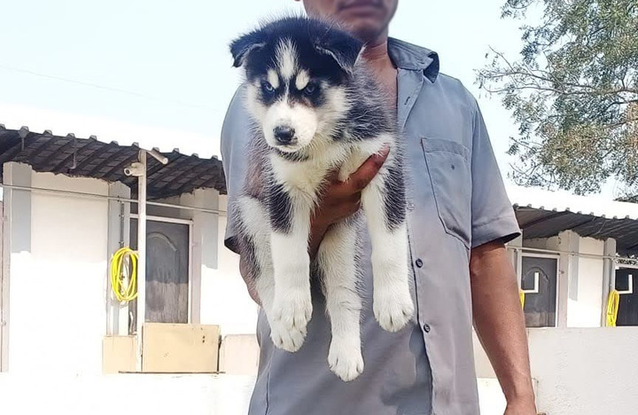 Adorable Husky Puppies with Blue Eyes available for Adoption in Pune, MH -  Pets available for Adoption | ePets