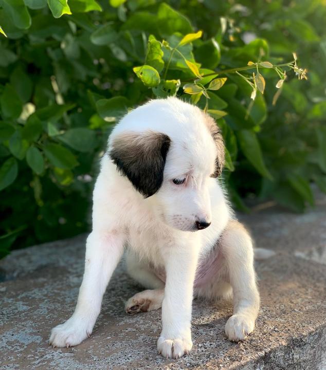 Cute Puppy | White with Black Ears available for adoption in Chinchwad, Pune  - Pets available for Adoption | ePets