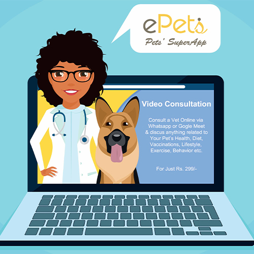 Online - Video Consultation with Vet in | - Vets