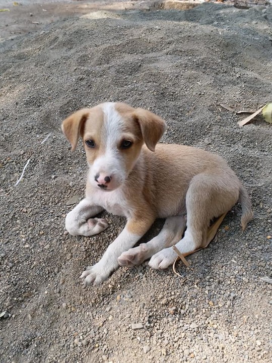 Pet for Adoption in Pune - Pets available for Adoption | ePets