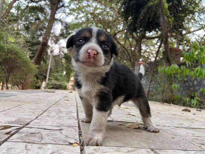 Puppies Adoption in Pune | ePets - Pets available for Adoption | ePets