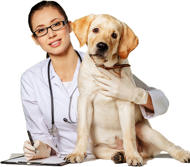 Online - Video Consultation with a Vet in Pune - Vets