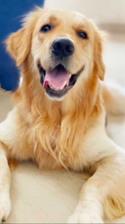 Golden Retriever for Adoption In Bangalore | ePets - Pets available for  Adoption | ePets