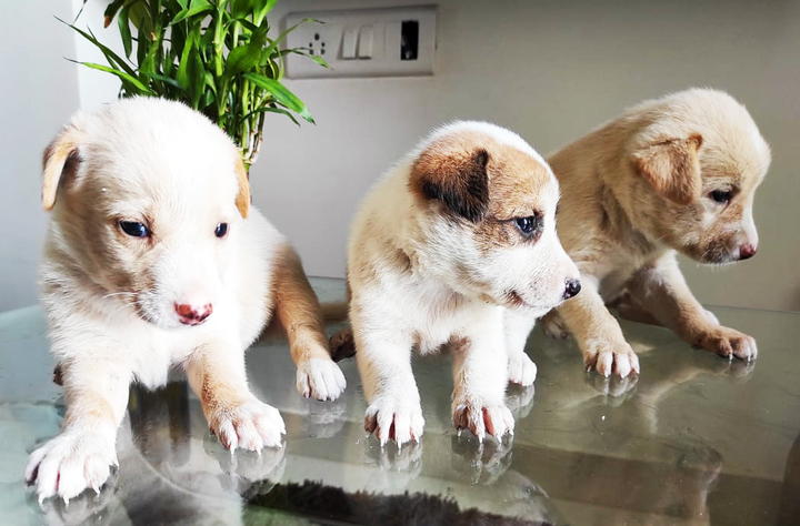 Labrador & Mongrel Mix Puppies for FREE ADOPTION in Ravet, Pune, MH - Pets  available for Adoption | ePets