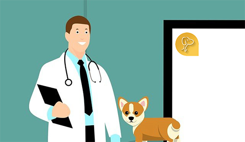 Online - Video Consultation with a Vet in Chennai - Vets