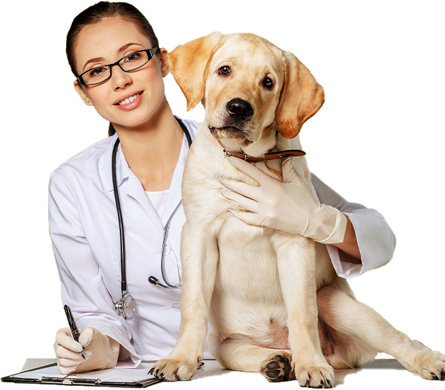 Online Vet Consultancy | Video Consultation with Vet